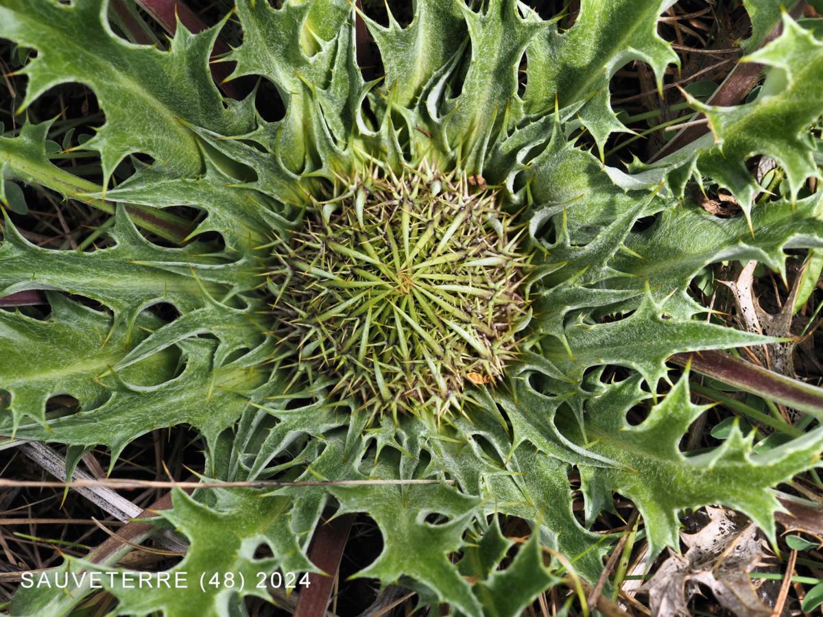 Acanthus thistle leaf